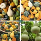 Ornamental Gourds 'Small Mixed' Lagenaria Siceraria 20 Seeds