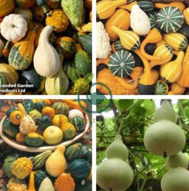 Ornamental Gourds 'Small Mixed' Lagenaria Siceraria 20 Seeds