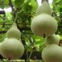 Ornamental Gourds 'Small Mixed' Lagenaria Siceraria 20 Seeds