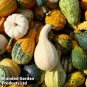 Ornamental Gourds 'Small Mixed' Lagenaria Siceraria 20 Seeds