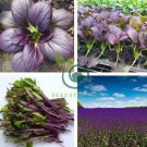 Edible Purple Rape 40 Seeds
