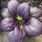Edible Purple Rape 40 Seeds