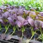 Edible Purple Rape 40 Seeds