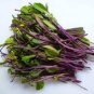 Edible Purple Rape 40 Seeds