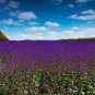 Edible Purple Rape 40 Seeds