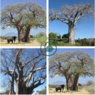 Adansonia African Baobab 4 Seeds