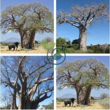 Adansonia African Baobab 4 Seeds