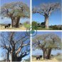 Adansonia African Baobab 4 Seeds