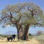 Adansonia African Baobab 4 Seeds