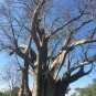 Adansonia African Baobab 4 Seeds