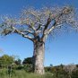Adansonia African Baobab 4 Seeds