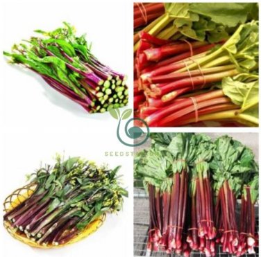 Organic Red Chinese Kale Vegetable  80 Seeds