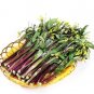 Organic Red Chinese Kale Vegetable 80 Seeds