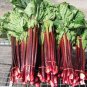 Organic Red Chinese Kale Vegetable 80 Seeds