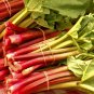 Organic Red Chinese Kale Vegetable 80 Seeds