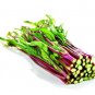 Organic Red Chinese Kale Vegetable 80 Seeds