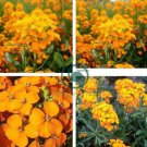 Yellow Siberian Wallflower Flower 100 Seeds