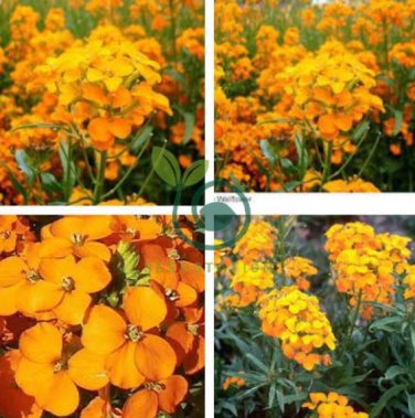 Yellow Siberian Wallflower Flower 100 Seeds