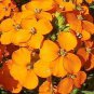 Yellow Siberian Wallflower Flower 100 Seeds