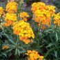 Yellow Siberian Wallflower Flower 100 Seeds