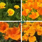 Beautiful California Poppy Flowers 100 Seeds
