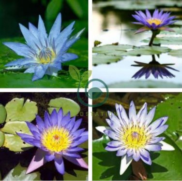 Dark Purple Water Lily Hybrid Pond Plant Lotus 2 Seeds