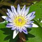 Dark Purple Water Lily Hybrid Pond Plant Lotus 2 Seeds