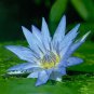 Dark Purple Water Lily Hybrid Pond Plant Lotus 2 Seeds