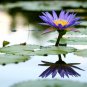 Dark Purple Water Lily Hybrid Pond Plant Lotus 2 Seeds