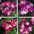 Purple Splash Climbing Rose Shrub 100 Seeds