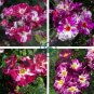 Purple Splash Climbing Rose Shrub 100 Seeds
