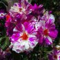Purple Splash Climbing Rose Shrub 100 Seeds