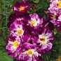 Purple Splash Climbing Rose Shrub 100 Seeds