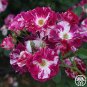 Purple Splash Climbing Rose Shrub 100 Seeds