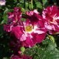 Purple Splash Climbing Rose Shrub 100 Seeds