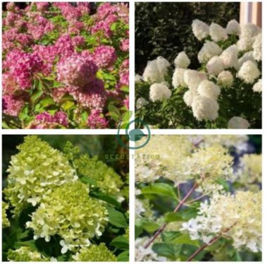 9 Colors Panicle Hydrangea Showy Heavy Blooms Small Shrub  30 Seeds