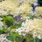 9 Colors Panicle Hydrangea Showy Heavy Blooms Small Shrub 30 Seeds