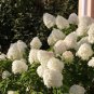 9 Colors Panicle Hydrangea Showy Heavy Blooms Small Shrub 30 Seeds