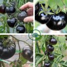 Rare Heirloom Big Black Tomato 'Xu Fu Ji' Organic 400 Seeds