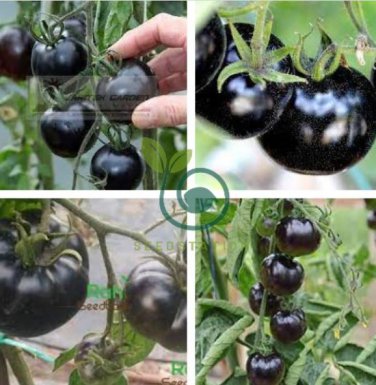 Rare Heirloom Big Black Tomato 'Xu Fu Ji' Organic 400 Seeds