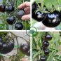 Rare Heirloom Big Black Tomato 'Xu Fu Ji' Organic 400 Seeds