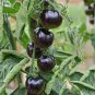 Rare Heirloom Big Black Tomato 'Xu Fu Ji' Organic 400 Seeds