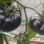 Rare Heirloom Big Black Tomato 'Xu Fu Ji' Organic 400 Seeds