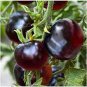 Rare Heirloom Big Black Tomato 'Xu Fu Ji' Organic 400 Seeds