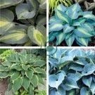 'Touch of Class' Blue/Yellow/Green Mixed Hosta 200 Seeds