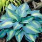 'Touch of Class' Blue/Yellow/Green Mixed Hosta 200 Seeds