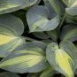 'Touch of Class' Blue/Yellow/Green Mixed Hosta 200 Seeds