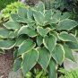 'Touch of Class' Blue/Yellow/Green Mixed Hosta 200 Seeds