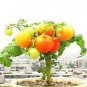 Heirloom Bonsai Middle Dwarf Yellow Tomato Organic 200 Seeds