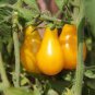 Heirloom Bonsai Middle Dwarf Yellow Tomato Organic 200 Seeds